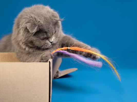 3 tips para mantener a tu gato activo y feliz