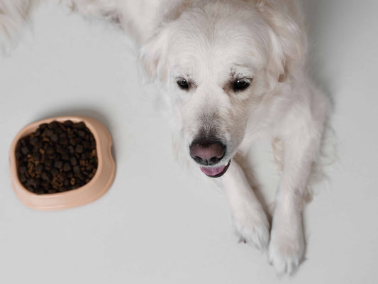 Alimento húmedo para perros senior: cuándo incorporarlo y cómo hacerlo bien
