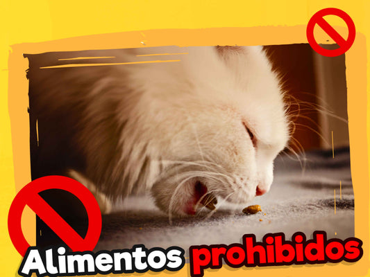 Alimentos prohibidos para tus mascotas en Fiestas Patrias