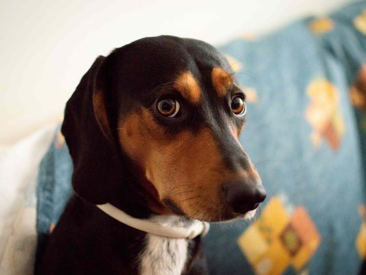 ¿Por qué mi perro ladra, muerde o tiembla? Posibles causas y cómo ayudarlo a calmarse