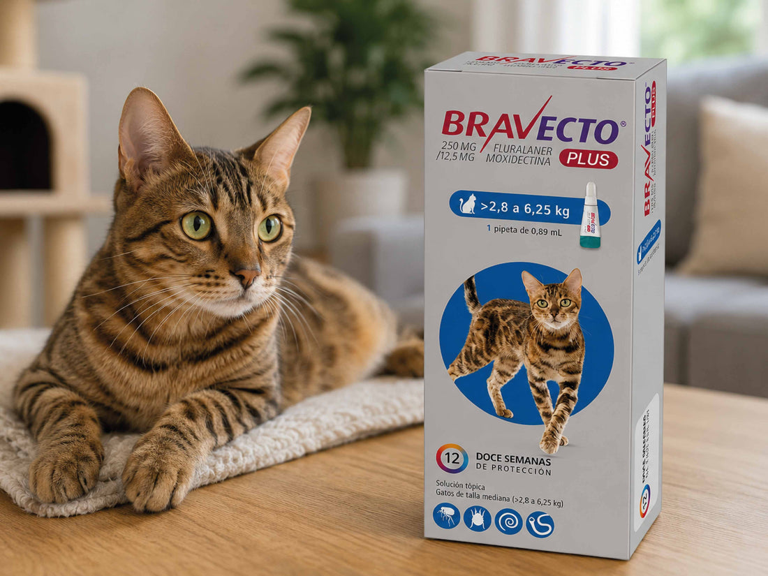 Bravecto Plus para gatos proteccion completa en un solo producto