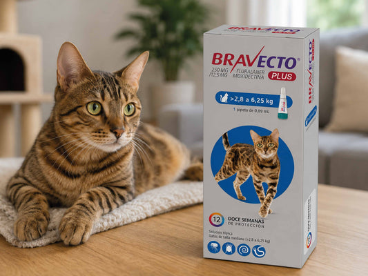 Bravecto Plus para gatos proteccion completa en un solo producto