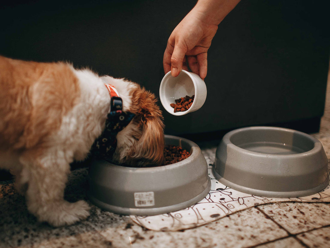 Brit Care para perros con sensibilidad digestiva: qué líneas elegir y qué ingredientes evitar