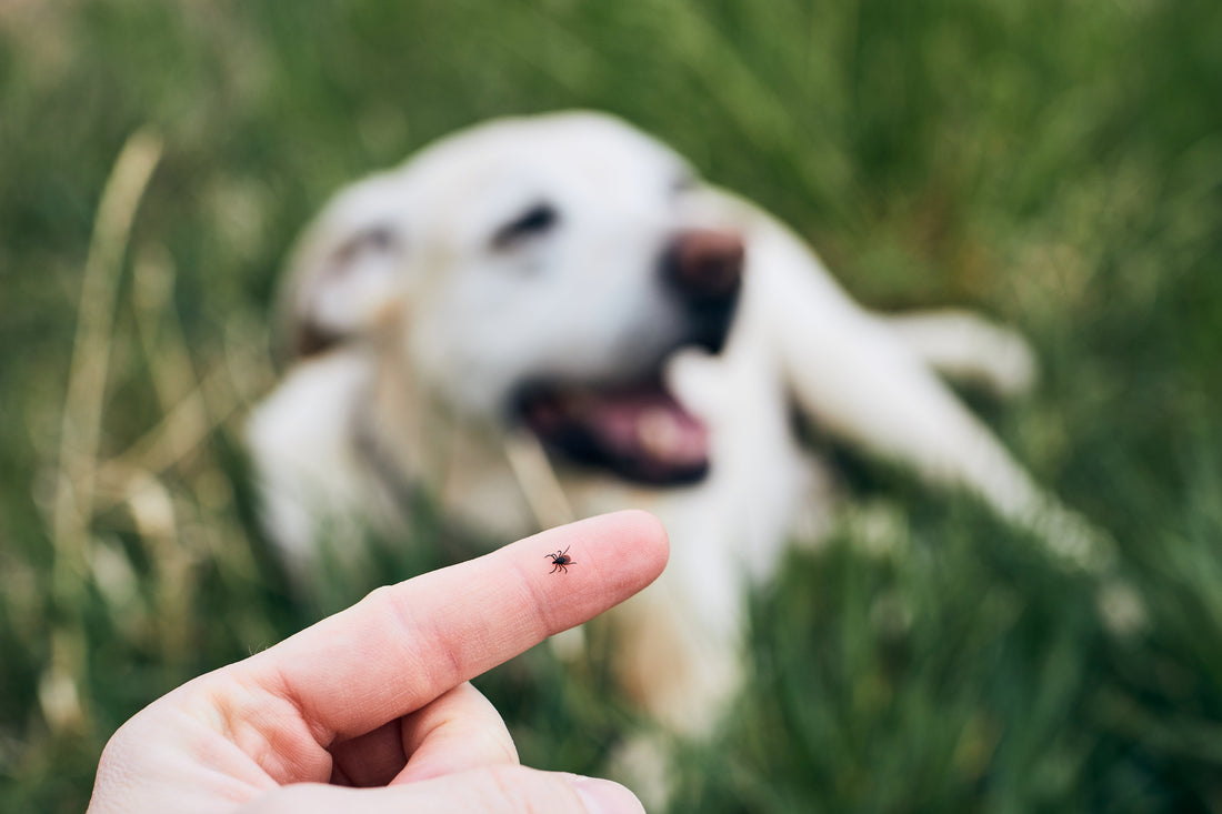 Temporada de pulgas y garrapatas: cómo proteger a tu mascota