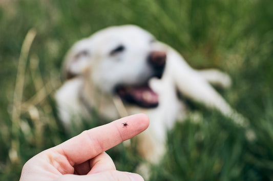 Temporada de pulgas y garrapatas: cómo proteger a tu mascota