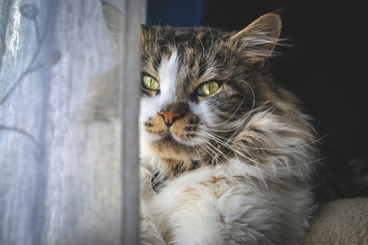 Cómo cuidar el bienestar emocional de tu mascota durante eventos festivos 