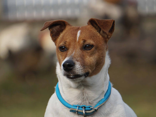 Collares antiparasitarios en perros: cuándo convienen y cuándo no
