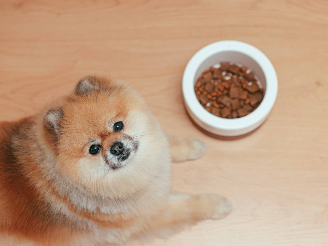 Cómo cambiar el alimento de tu perro a Brit Care sin que rechace el plato ni tenga problemas digestivos