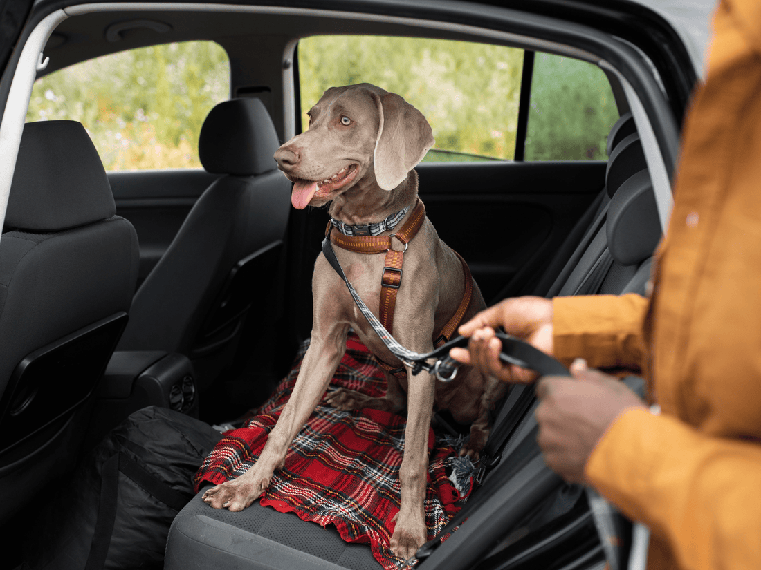 ¿Cómo deben viajar los perros en auto en Chile?
