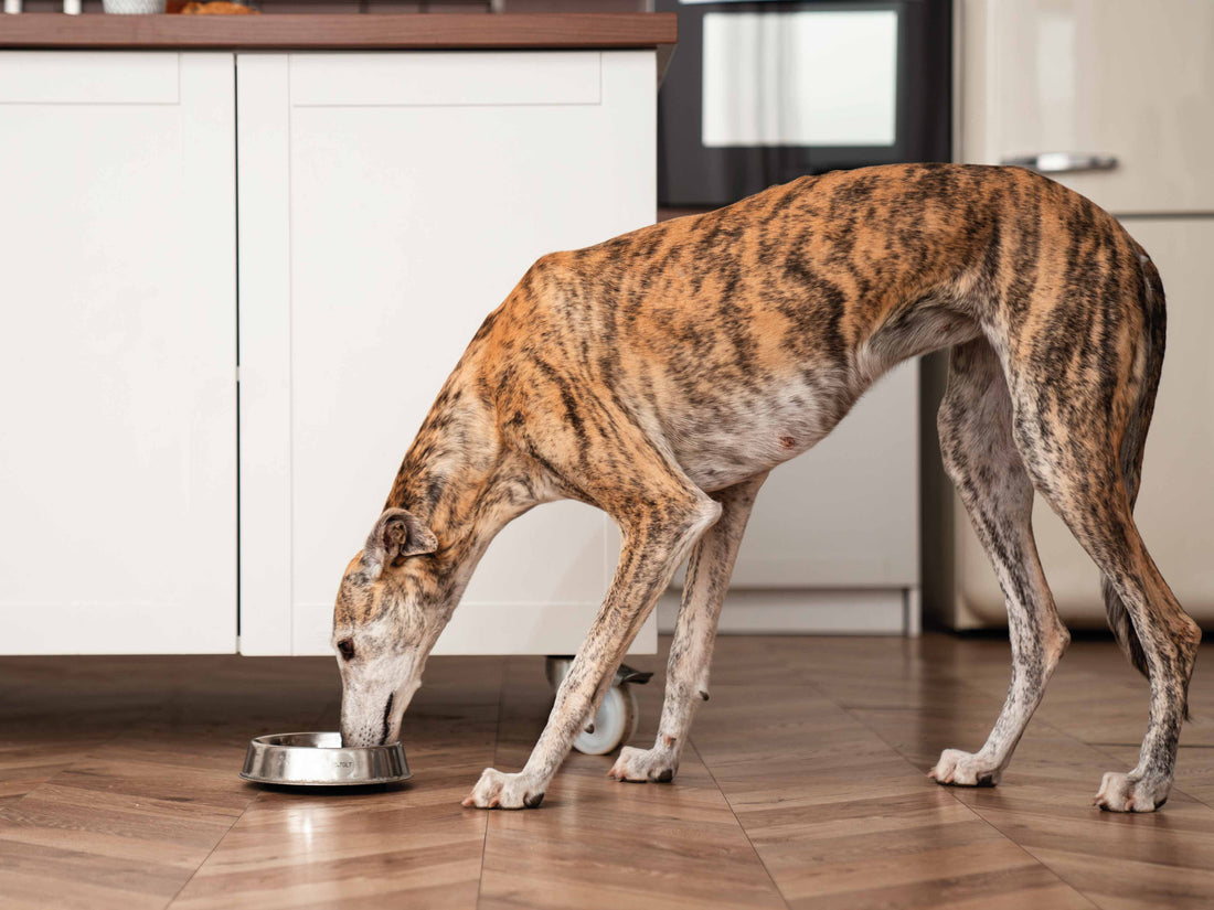 Cuántas veces al día debe comer un perro senior