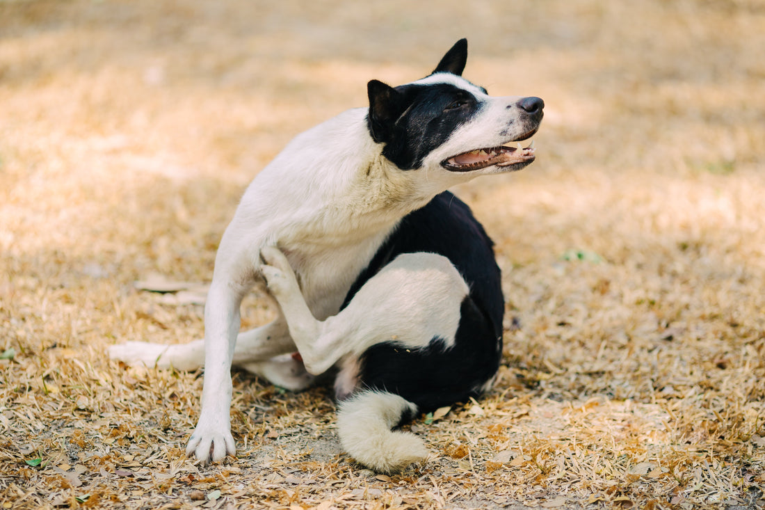 Rascado ocasional en perros: causas comunes que no suelen ser graves