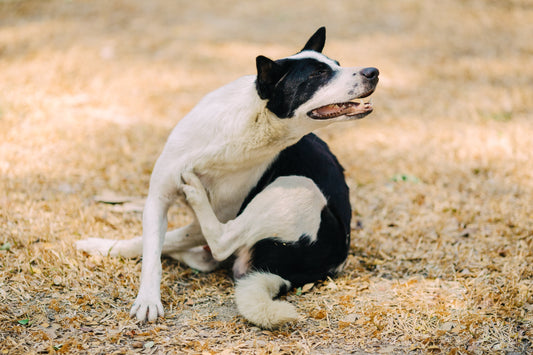 Rascado ocasional en perros: causas comunes que no suelen ser graves