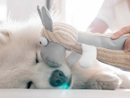 Flores de Bach para mascotas: Terapias naturales para perros y gatos