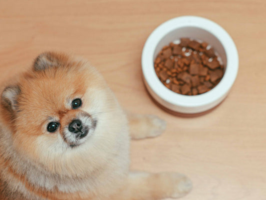 Guía completa de los tipos de alimento medicado para perros: seco, húmedo y por condición
