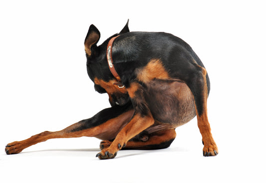 ¿Cada cuánto es normal que un perro se rasque?
