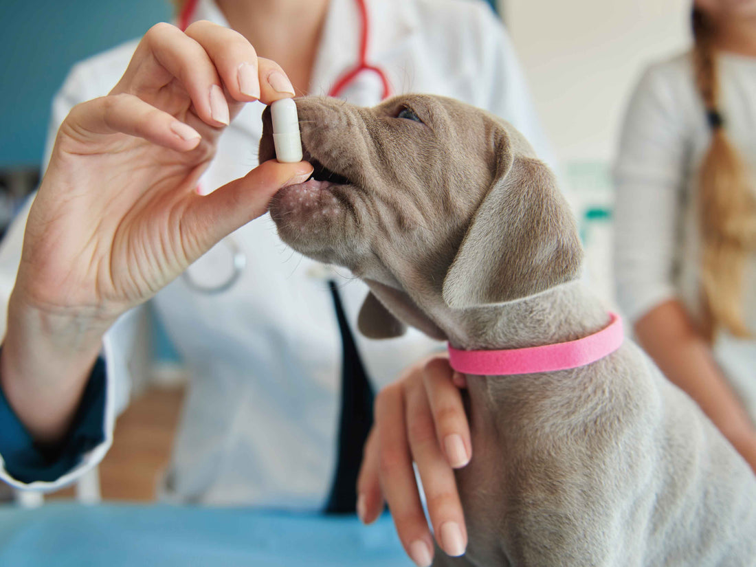 Pastillas antiparasitarias para perros: cuándo se recomiendan