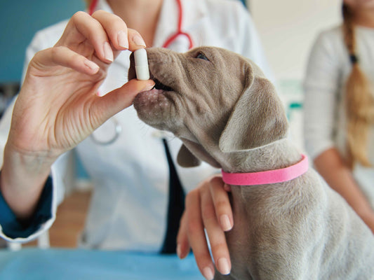 Pastillas antiparasitarias para perros: cuándo se recomiendan