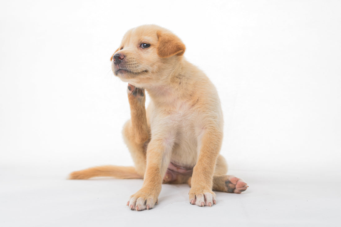 Pulgas y garrapatas en perros: síntomas, riesgos y cómo identificarlos