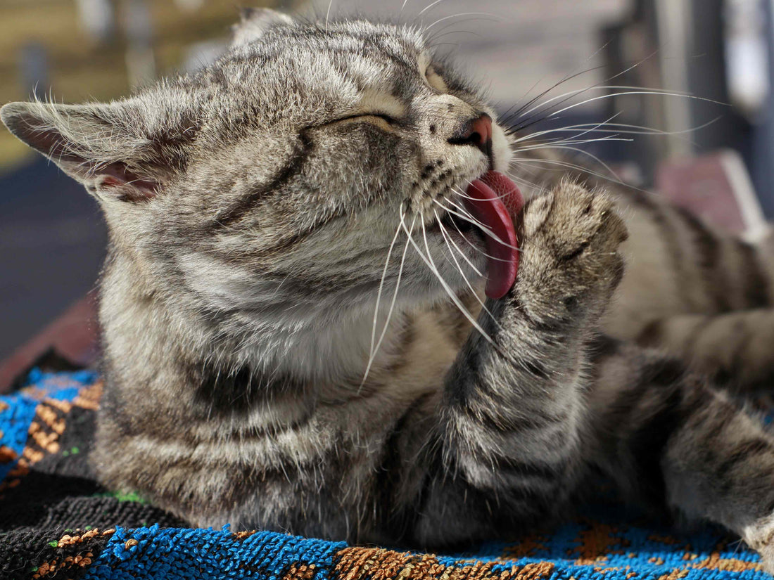 ¿Por qué mi gato se lame tanto? 