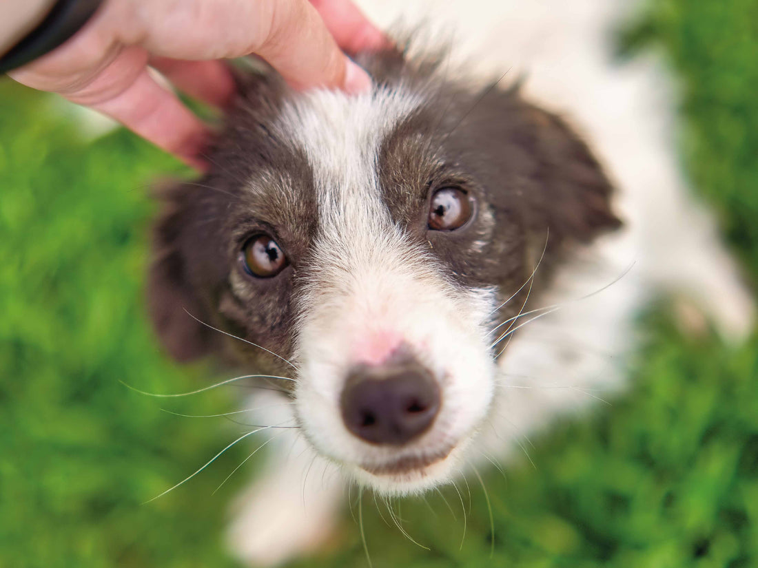 ¿Puede mi perro tener pulgas o garrapatas todo el año?