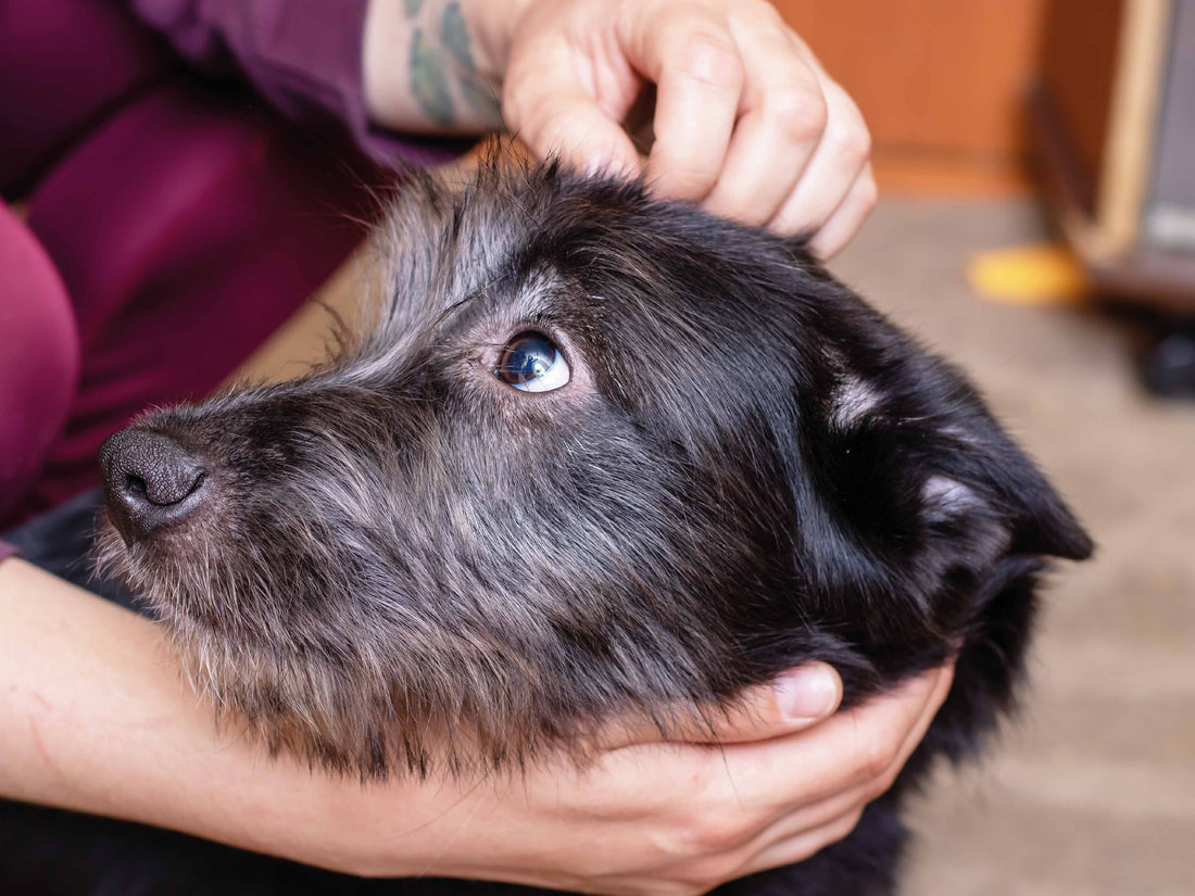 Pulgas y garrapatas: ¿es necesario tratar el ambiente además del perro?