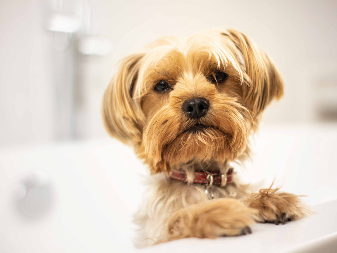 ¿Qué antiparasitario elegir si mi perro se baña seguido?