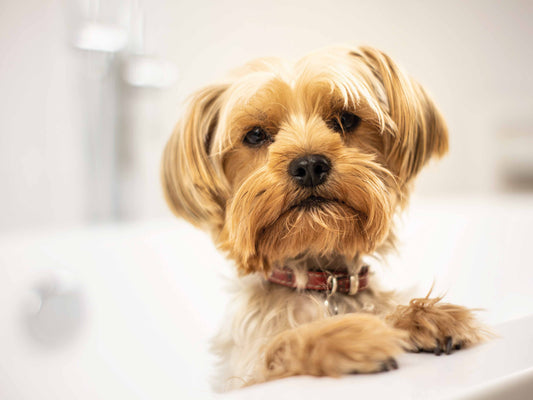 ¿Qué antiparasitario elegir si mi perro se baña seguido?