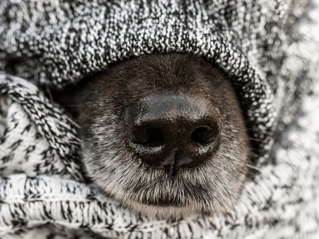 ¿Qué hacer si mi perro está resfriado?