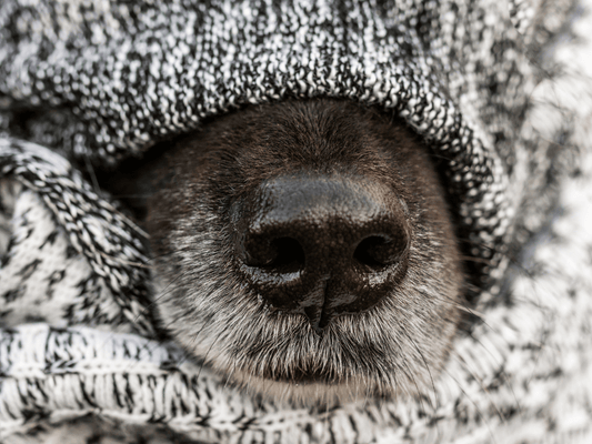 ¿Qué hacer si mi perro está resfriado?