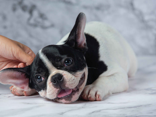 ¿Qué tipo de antiparasitario es mejor según el estilo de vida del perro?