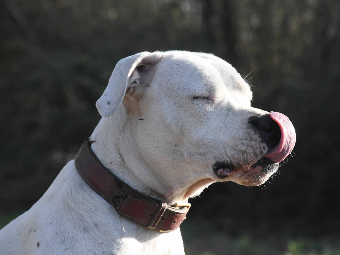 Seguridad de los antiparasitarios en perros: efectos adversos y mitos