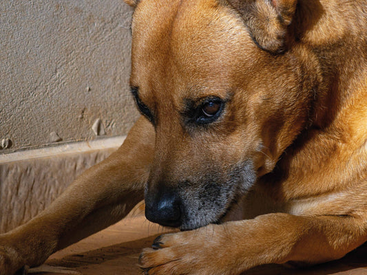 Señales en el pelaje del perro que indican una consulta veterinaria urgente