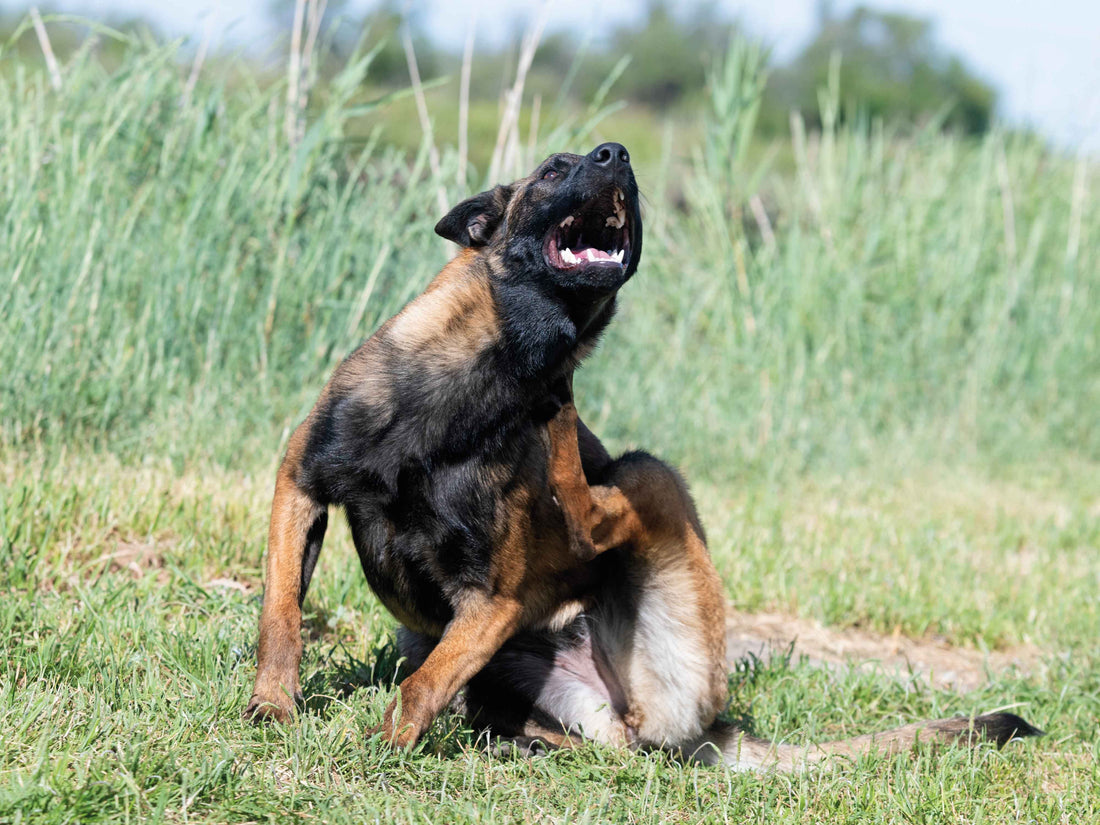 Tu perro se rasca y se muerde: aprende a diferenciar pulgas vs garrapatas por patrón y zonas, qué revisar en casa y cuándo consultar al veterinario.