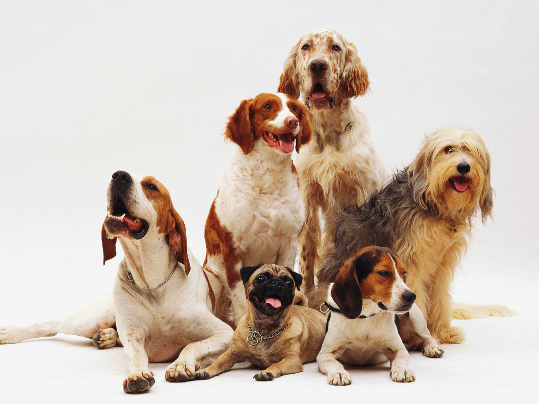 Brit Care para cachorros, adultos y seniors: cómo elegir la línea correcta según la edad
