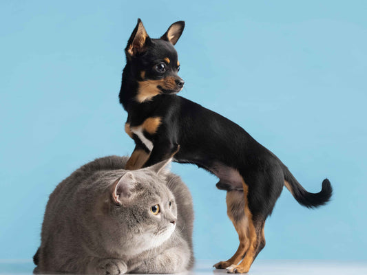Vitaminas esenciales para la salud de perros y gatos