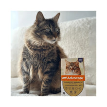 Advocate Gato 4 - 8 kg (0.8 ml)