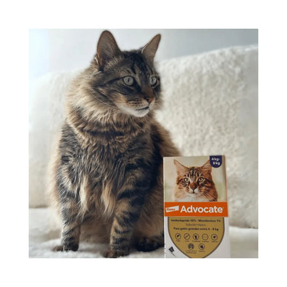Advocate Gato 4 - 8 kg (0.8 ml)