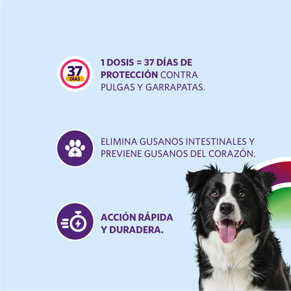 Bravecto 1M Triple 10-20 kg