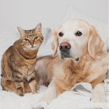 Mascotas Senior y Movilidad Veterinaria Online