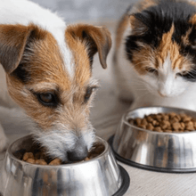 Nutrición Veterinaria Online
