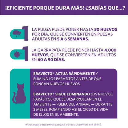 Bravecto Plus Gato 1.2 - 2.8 kg (112.5 mg)