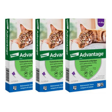 Pack 3 x Advantage Gato 4 - 8 kg (0.8ml)