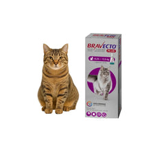 Bravecto Plus Gato 6.25 - 12.5 kg (500 mg)