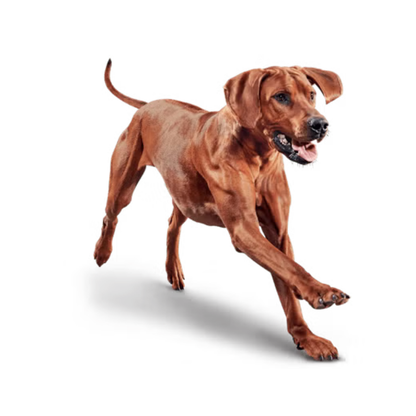 Eukanuba Perro Adulto Large Breed 15 Kg