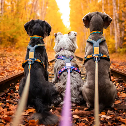Non-Stop Dogwear Arnés de Línea 5.0 Rachel Pohl Edition Morado/Rosado Talla 4