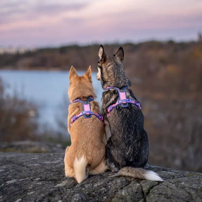 Non-Stop Dogwear Arnés de Línea 5.0 Rachel Pohl Edition Morado/Rosado Talla 4