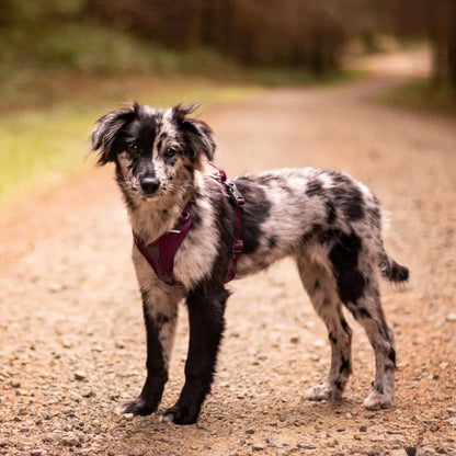 Non-Stop Dogwear Arnés Ramble Negro/Rosado Talla M