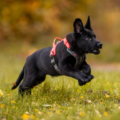 Non-Stop Dogwear Arnés Ramble Negro/Rosado Talla M