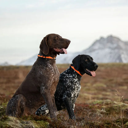 Non-Stop Dogwear Trail Quest Collar Turquesa/Burdeo Talla M