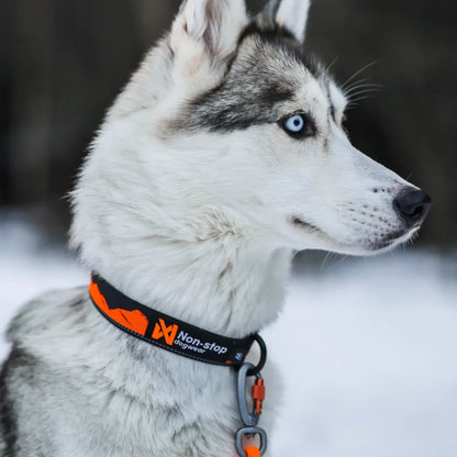 Non-Stop Dogwear Trail Quest Collar Turquesa/Burdeo Talla M
